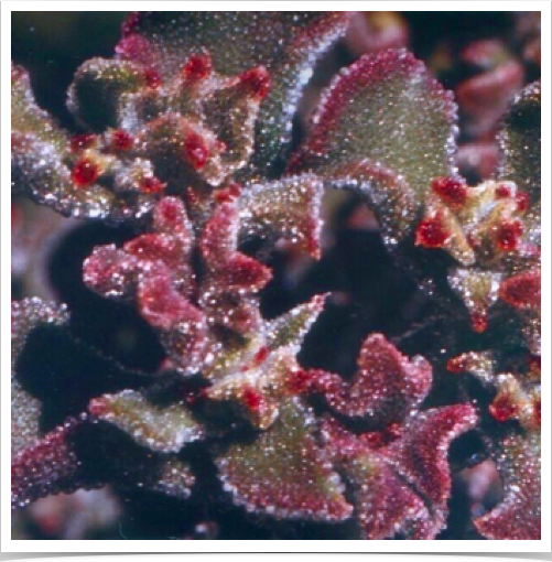 Salt tolerant Ice plant (Mesembryanthemum crystallinum). Succulent with glistening bladder cells - sparkle like ice crystals.
Salt tolerant Ice plant (Mesembryanthemum crystallinum). Succulent with glistening bladder cells - sparkle like ice crystals.
